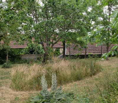 exemple de jardin parciellement tondu