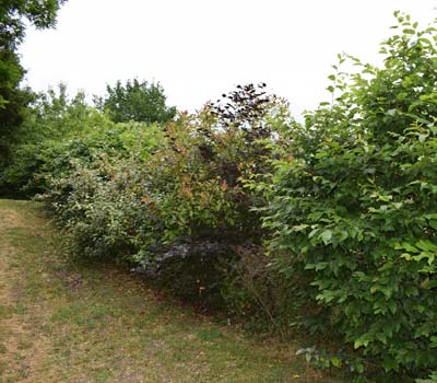 photo de haies vive mix