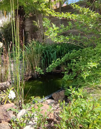 photo de mare entouré de végétation