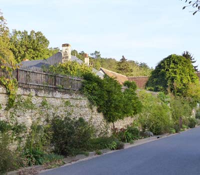 photo de pied de mur végétalisé