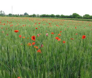 Un champ avec des coquelicots